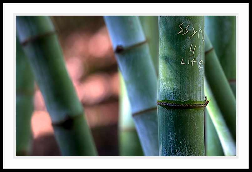 Bamboo with carved initials.